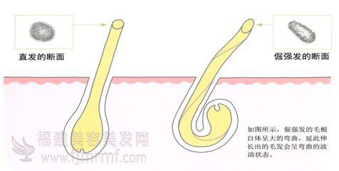 直(zhí)发和倔强发-发质(zhì)与毛发受损之间的关系(xì) 直发和倔强发-发质与毛发受损之间的关系