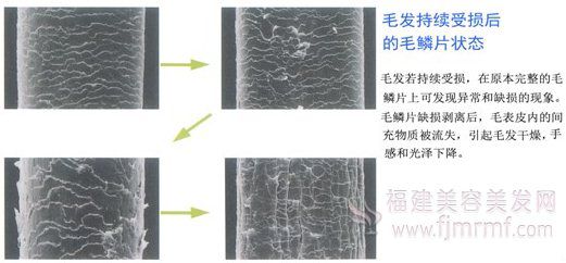 毛发(fā)持续受损后的毛鳞片状态-发质与毛发受损(sǔn)之关系 毛发(fā)持续受(shòu)损后的毛(máo)鳞片状态-发质(zhì)与毛发受(shòu)损(sǔn)之(zhī)关系