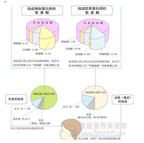 角肮蛋白质(zhì)和(hé)胶(jiāo)原蛋(dàn)白质 角肮蛋白质和(hé)胶原蛋(dàn)白质