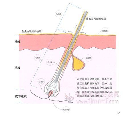 皮脂(zhī)的(de)传(chuán)送和作用-毛发与皮肤之关系(xì) 皮脂(zhī)的传送和作用-毛发与皮(pí)肤之关系